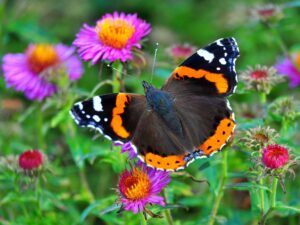 Admiral-Schmetteling auf Blüten